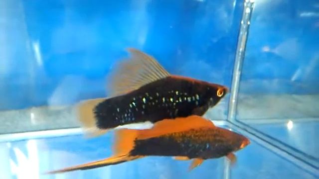 Меченосцы. смотреть онлайн