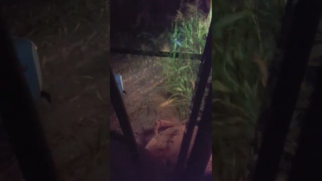 кормауборычные комбайн Дон680 М смотреть онлайн