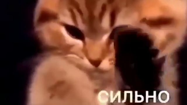 Самый милый котик в мире!!!!!! смотреть онлайн