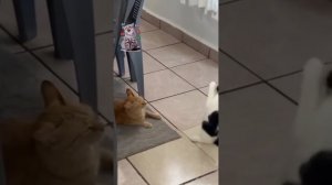 подборка смешных видео с котиками