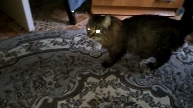 Кот Марс. Выражения за прогулкой. смотреть онлайн