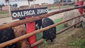 Лама-ферма в Перу