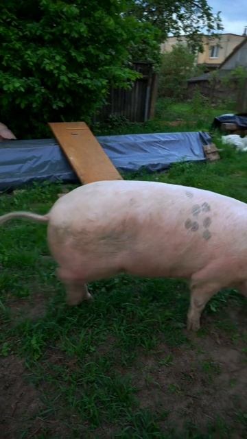 170кг живым весом. смотреть онлайн