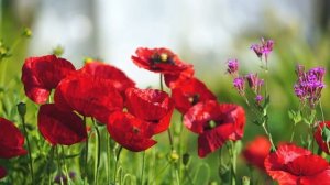 Лиса в Америке! Отличный манипулятор!