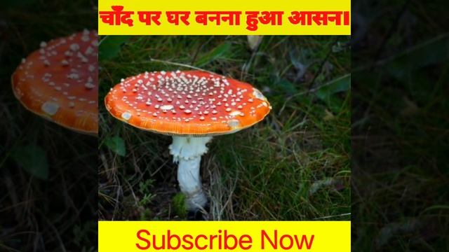 2024 में इंसान चांद पर घर बनाकर रहने लगेगा| What if we lived on the moon| Colonization of the Moon