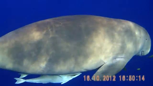 Marsa Mubarak,2012 Марса-Алам:дюгонь смотреть онлайн