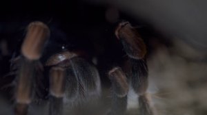 Gladiators.2024.S01E03.WEB-DL.1080p.PazlVoice