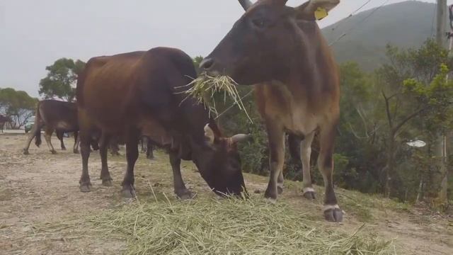 animal planet |cat| cat videos | birds | the interesting animals |animal world 24 смотреть онлайн