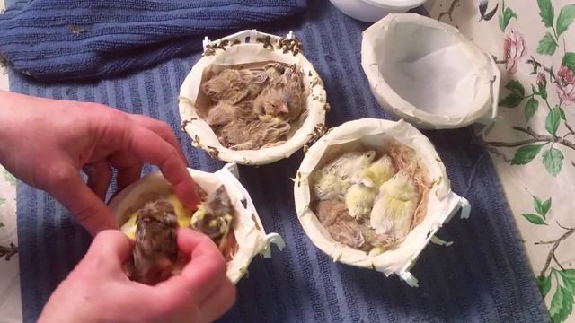 Moving Chicks to Clean Nest / Color Demonstration with Three Nests --- Canary Talk (May 13)