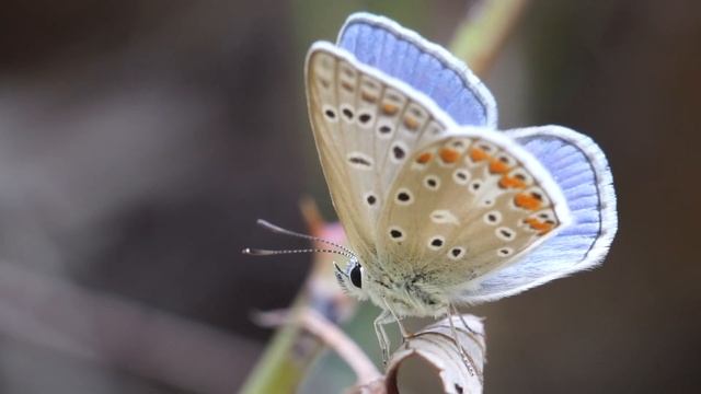 Licenide смотреть онлайн