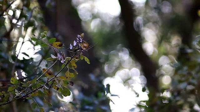 Jupiter 21M - 200mm f/4 Video Test Silverado Canyon Orange County CA Love this beast of a lens! смотреть онлайн