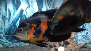 Новое оформление в аквариуме с астронотусами (9.12.21)