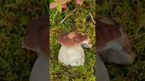 Белые грибы в лесу | поиск грибов в лесу - сбор грибов 2023