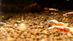 оптимальный объем аквариума для креветок