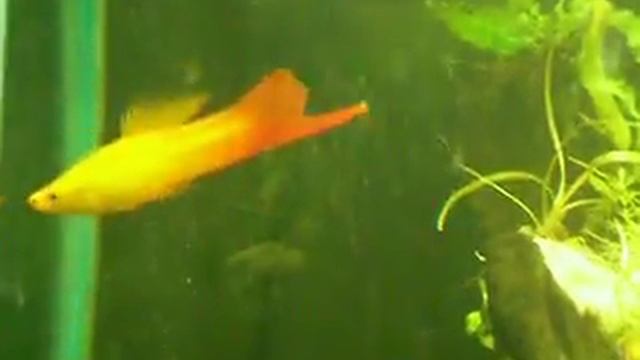 Marigold Swordtails courting смотреть онлайн