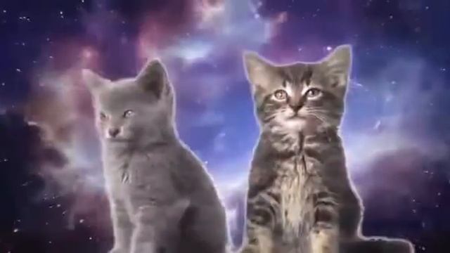 Песня Кошек