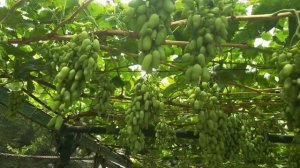 ВИНОГРАДНИК ВО ДВОРЕ МНОГОЭТАЖНОГО ДОМА.