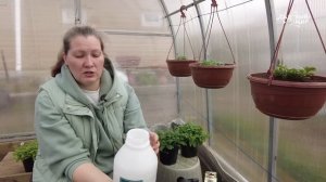 ВОЛШЕБНЫЕ КАПЛИ ДЛЯ ПЕТУНИЙ - ПОДКОРМКА ПО ЛИСТУ ДЛЯ РОСТА.ЧЕМ ПОДКОРМИТЬ РАССАДУ ПЕТУНИЙ