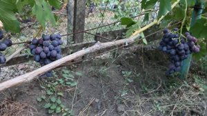 Виноград Рошфор