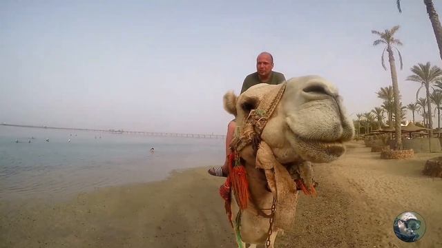 TRAVEL EGYPT - Elphistone Resort Marsa Alam - Ossi meets Camel 2017