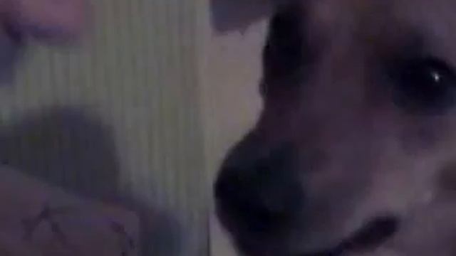 Чак корчит морду смотреть онлайн