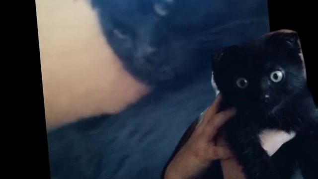 Каваии коты. Луня и Кузя и Космос. Meme смотреть онлайн