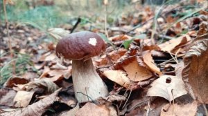 БЕЛЫЕ ГРИБЫ!!! ПИК ⭐ТИХАЯ ОХОТА!!!⭐ Владимирская обл., п. Ставрово #грибы #mushroom