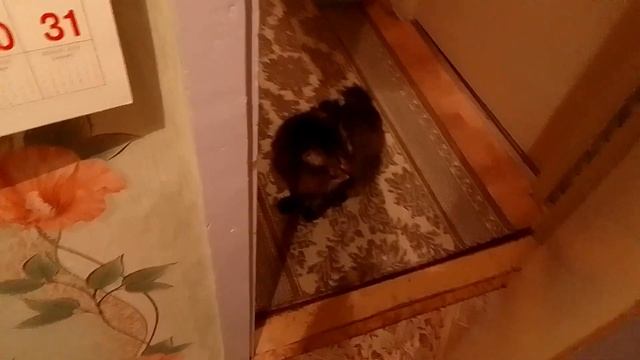 Кот Марс. Крик из глубины души. смотреть онлайн