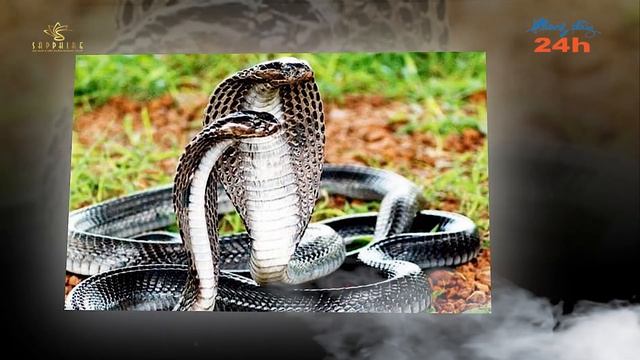 Những ý nghĩa Tượng Rắn trong Y học và Phong thủy Đời sống смотреть онлайн