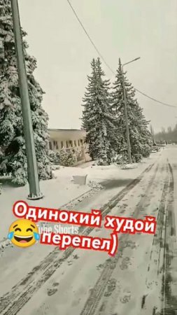 одинокий худой перепел😆