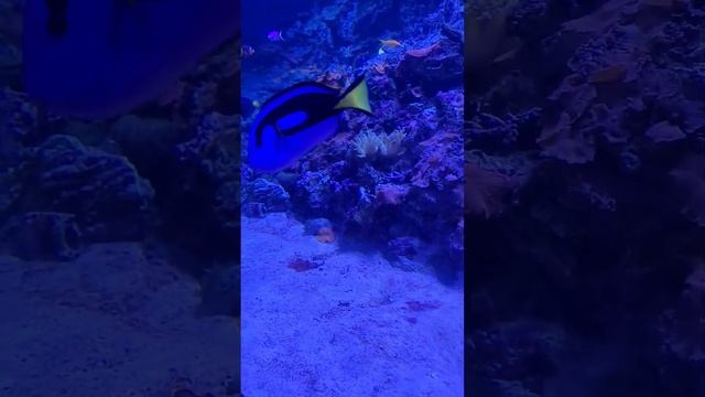 💥🌟Шикарный океанариум в Москве! Удивительный водный мир👍💥 🌟👌 смотреть онлайн