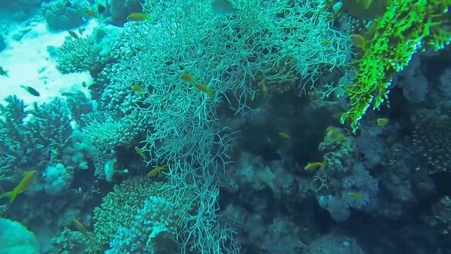 "Small Crack", Red Sea November 2015 смотреть онлайн