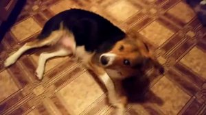 Команды для собак