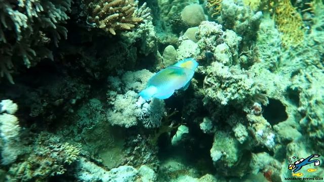 Дайвинг. Марса-Алам. смотреть онлайн