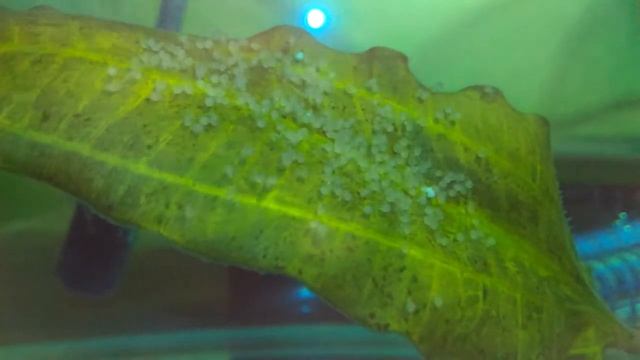 (failed) Дубль два! Первые 72 часа. (Теперь был подготовленный (но видимо не очень) ) смотреть онлайн