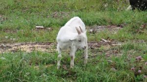 Овцы и козы