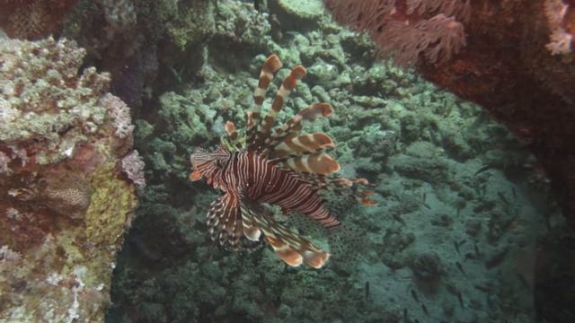 Marsa Alam Diving смотреть онлайн