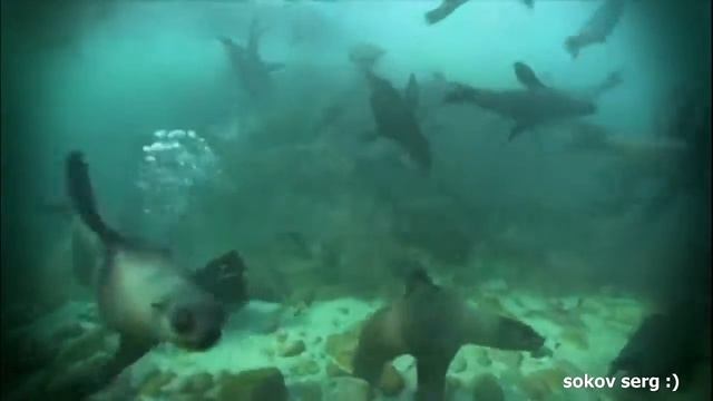 красивое видео о природе смотреть онлайн