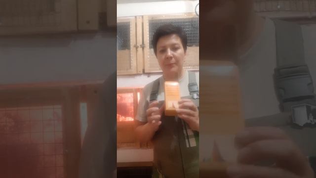 Как повысить яйценоскость перепелов?