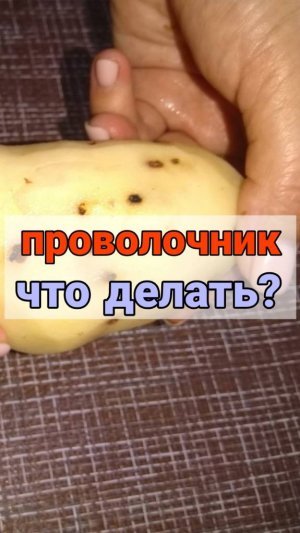 Как избавиться от проволочника #проволочник #вредители