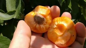Абрикос Курезія. Apricot Curesia. дуже смачний ранній сорт