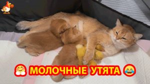 Утята и Котята у многодетной мамы Кошки 😹❣️🤗