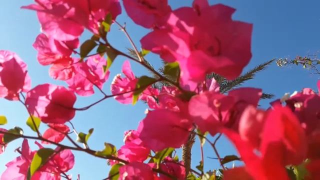 Ритуал - онлайн На защиту от роковых событий на весну.  К Кими и Апуху. смотреть онлайн