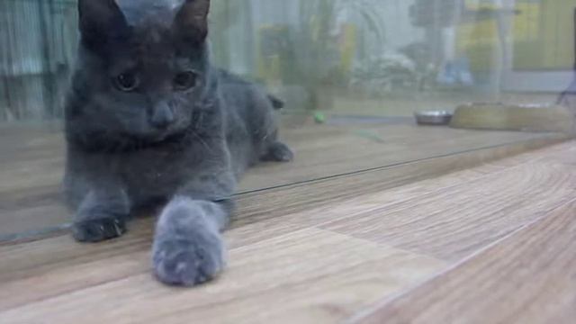 Феня смотреть онлайн