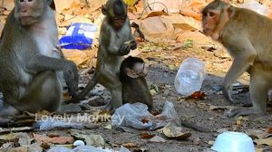 Million Lucky Baby Shaylyn Fall Down From tree | Baby Monkey Falling Down.