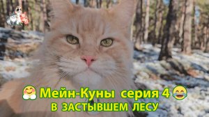 Мейн-кун кот гуляет в застывшем лесу (серия 4) 🤗❣️😹