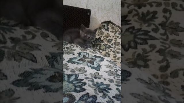 У МЕНЯ НОВЫЙ КОТЁНОК!  Британский кот 😸 смотреть онлайн