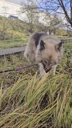 🐱🙌🐶 Сегодня расскажем вам о прогулках в лес нашей подопечной собаки Лайзы