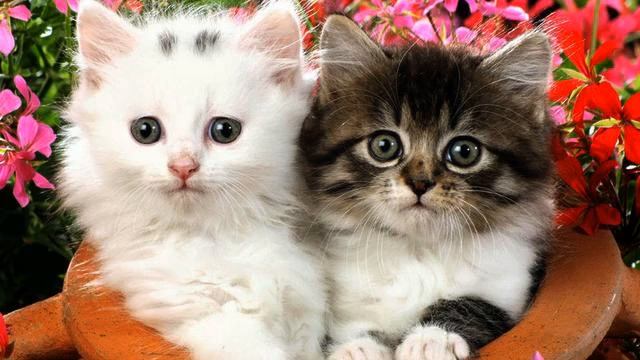 Песня Рекорд. Волшебное видео. Как же она поет!!! смотреть онлайн