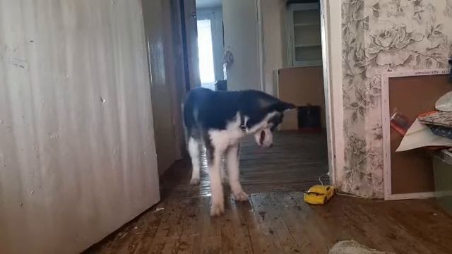 Ева и машинка на пульте управления часть 2. смотреть онлайн